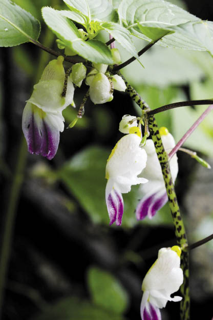 เทียนดาราณี Impatiens daraneenae Suksathan & Triboun<br/>BALSAMINACEAE